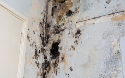 Mold Loves Humidity: Why August Is Peak Mold Growth Season